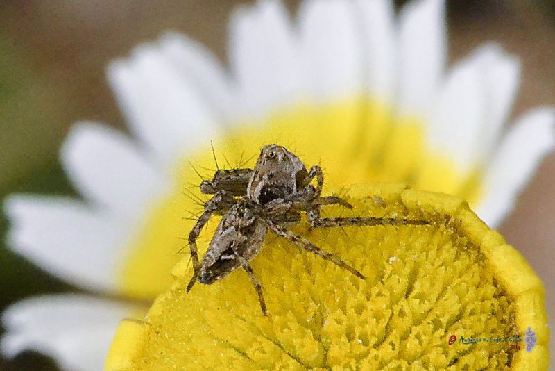 Esperando en una flor Reducc.jpg